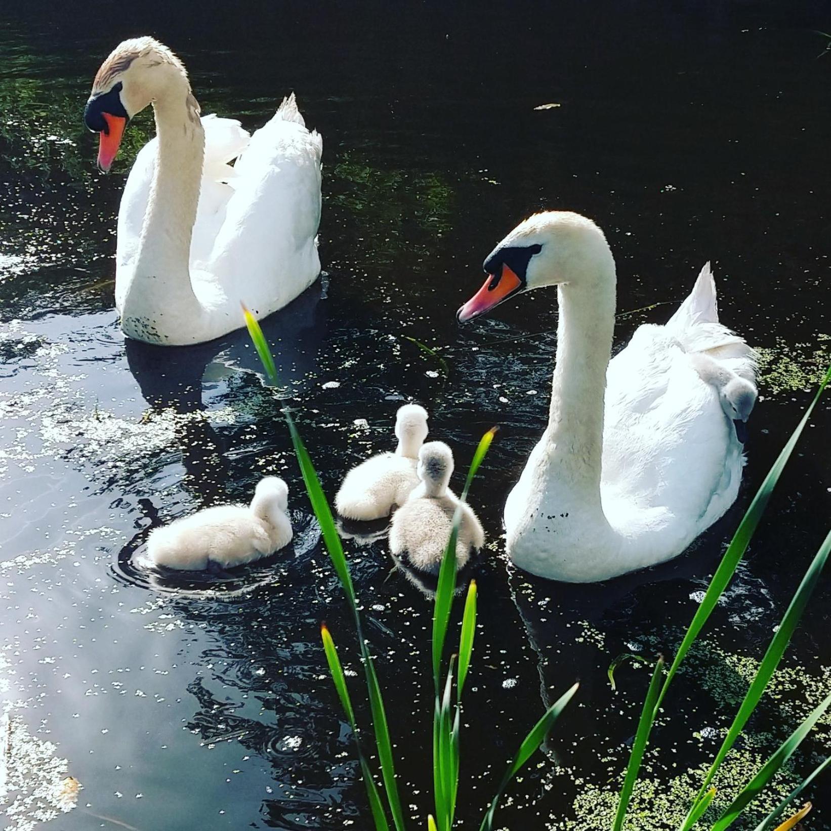 Het Waterhoentje Sint Jansklooster Luaran gambar
